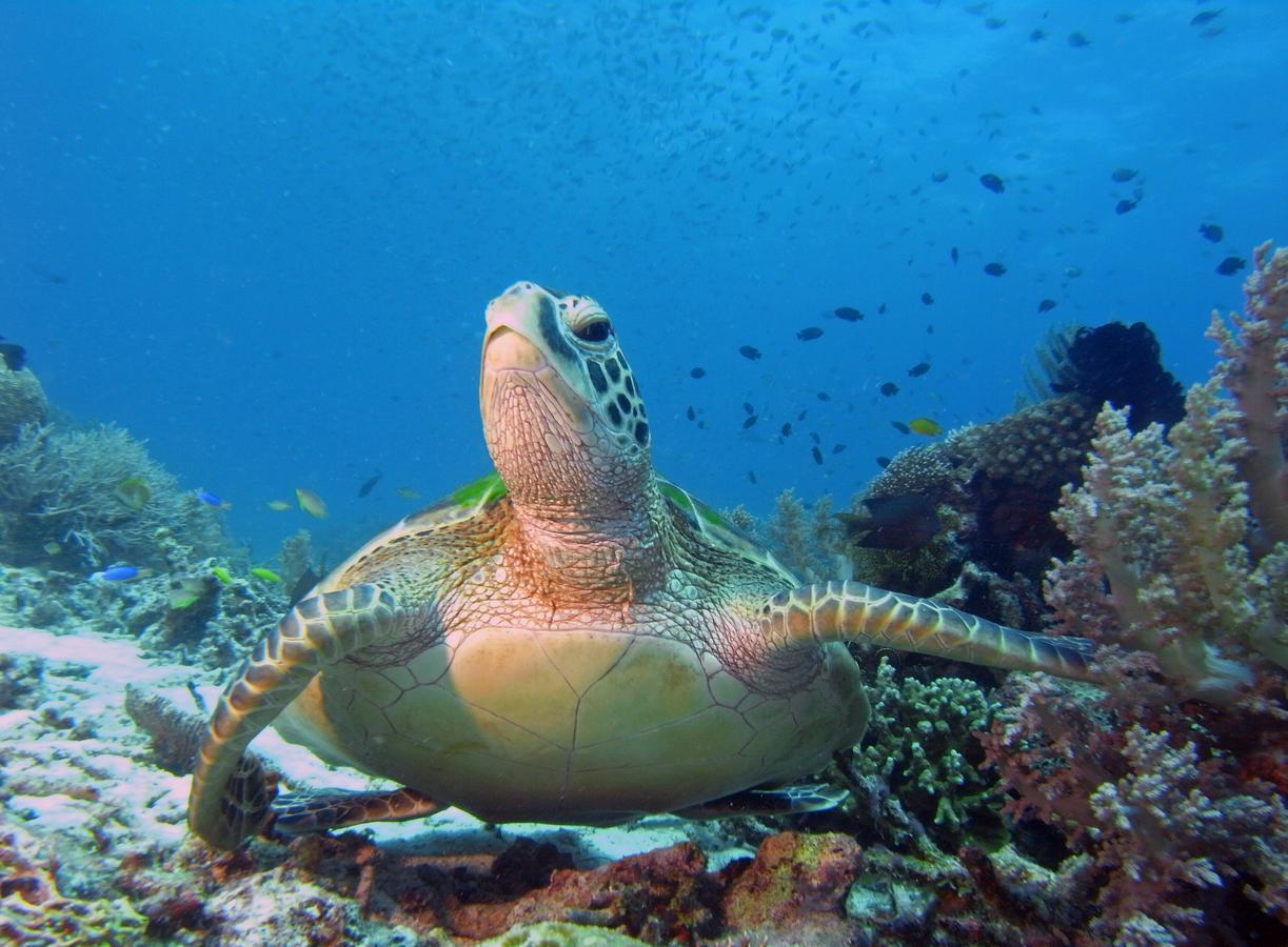 Отель Divepoint Алькой Экстерьер фото